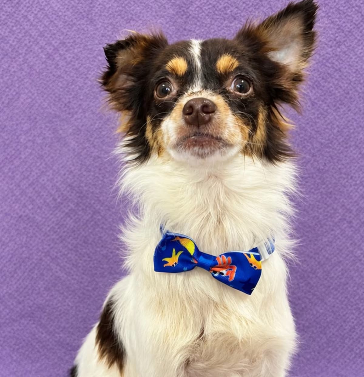 Photo of Levi, adoptable Chihuahua in Lodi, California