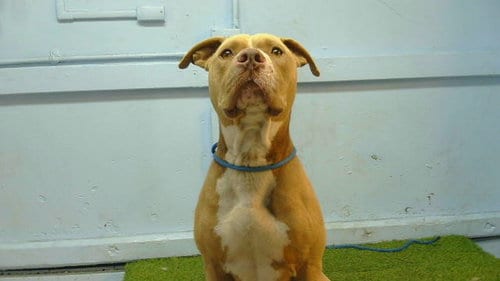 Photo of Garth, adoptable Pit Bull Terrier in Gardena, California