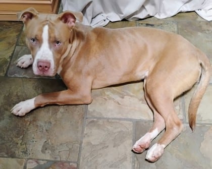 Photo of Big Kountry, adoptable dog in Chamblee, Georgia