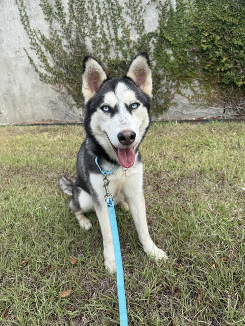 Photo of Sashimi, adoptable Siberian Husky in Carrollton, Texas