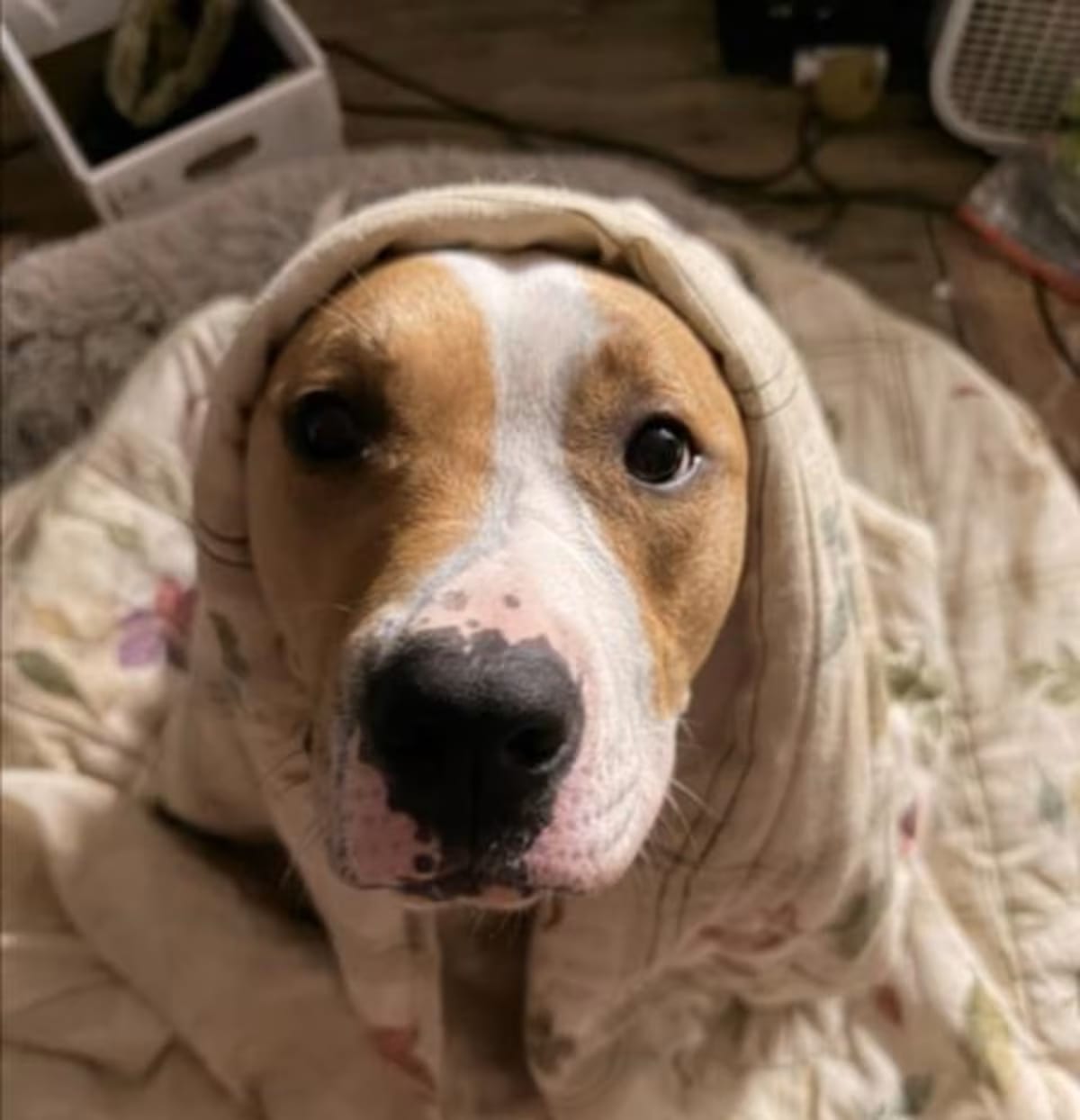Photo of Violet, adoptable American Pit Bull Terrier in Derwood, Maryland