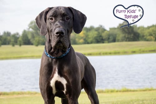 Photo of Tank, adoptable Great Dane in Lee's Summit, Missouri