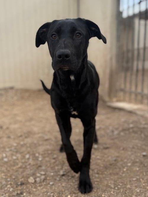 Photo of Nelson, adoptable Black Labrador Retriever in Corning, Arkansas