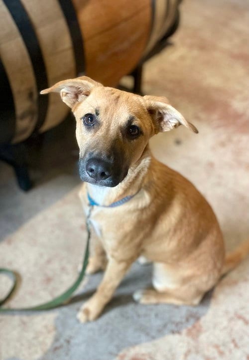 Photo of Lulu, adoptable Shepherd in San Diego, California