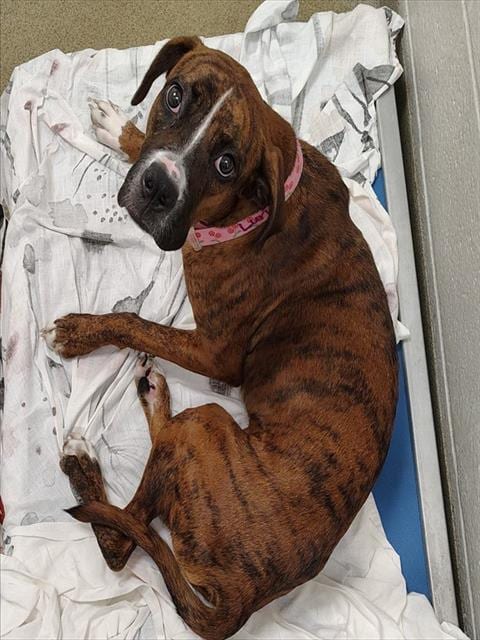 Photo of Luna, adoptable Boxer in St Louis, Missouri