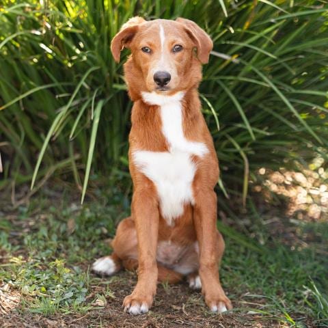 Photo of Canela, adoptable Australian Shepherd in Camarillo, California
