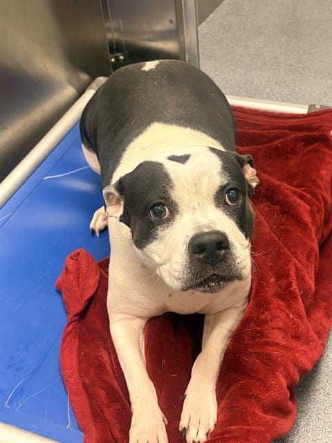 Photo of Lady, adoptable Mixed Breed