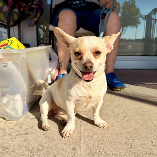 Photo of Pickles in TX, adoptable Chihuahua in Cranston, Rhode Island