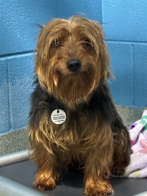 Photo of Morgan, adoptable Yorkshire Terrier Yorkie in Forestville, Maryland