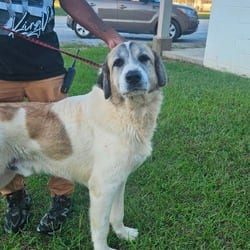 Photo of Barnie 1693, adoptable Great Pyrenees in Loxahatchee, Florida
