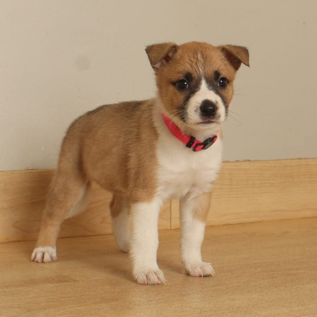 Photo of Candy D71374, adoptable Terrier, American Pit Bull in Minnesota, Minnesota