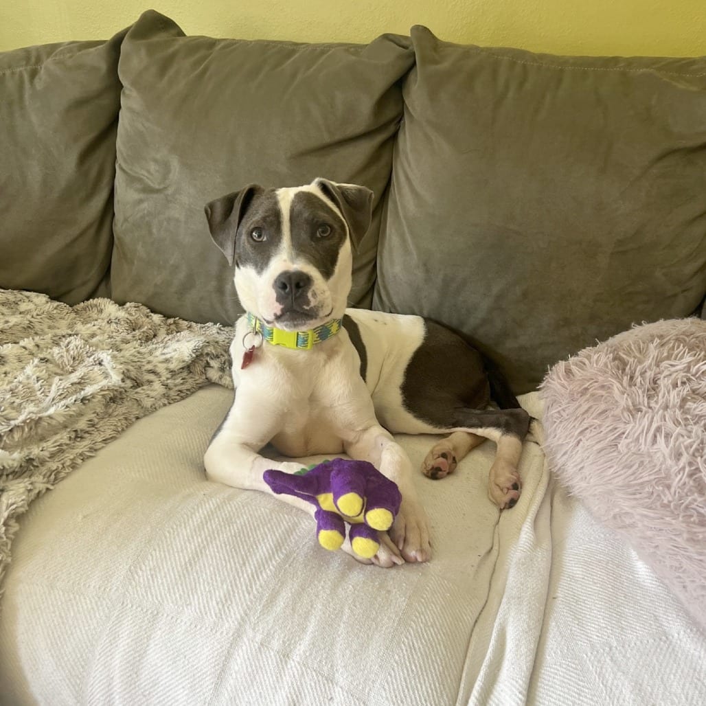 Photo of Orca, adoptable Mixed Breed (Medium) in St. Louis, Missouri