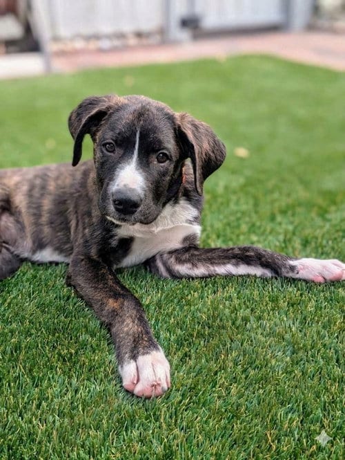 Photo of October, adoptable Boxer in Salt Lake City, Utah