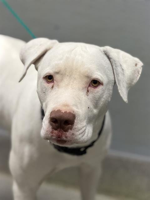 Photo of Parsley, adoptable Pit Bull Terrier in Las Vegas, Nevada