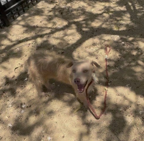 Photo of Goofy, adoptable Terrier in Redlands, California