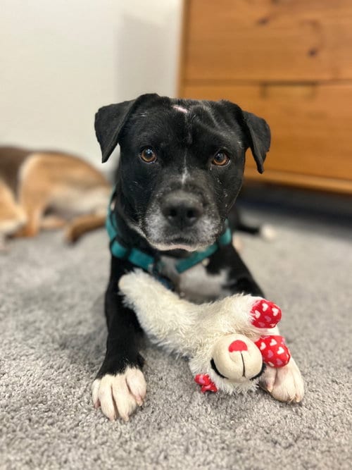 Photo of Spoons #1, adoptable Terrier in Aurora, Colorado