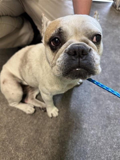 Photo of Zaffina, adoptable French Bulldog in Sacramento, California