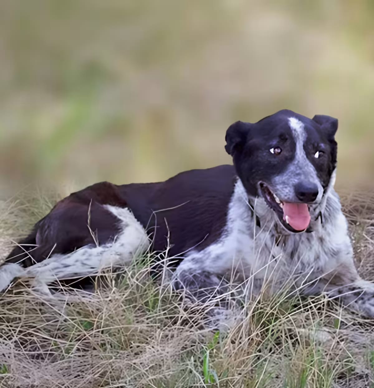 Photo of Hope, adoptable Border Collie/Australian Shepherd in Richfield, Minnesota