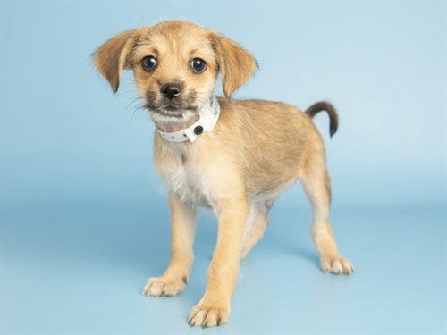 Photo of Dewdrop, adoptable Wirehaired Fox Terrier in Phoenix, Arizona