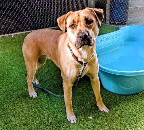 Photo of Lucy, adoptable Pit Bull Terrier in San Jose, California