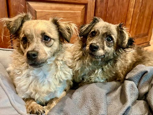 Photo of Birdie and Minnie BONDED PAIR BLIND DOGS, adoptable Poodle (Toy) in San Francisco, California