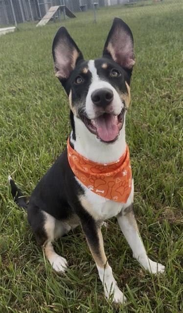 Photo of Tamogotchi, adoptable German Shepherd Dog in Rosenberg, Texas
