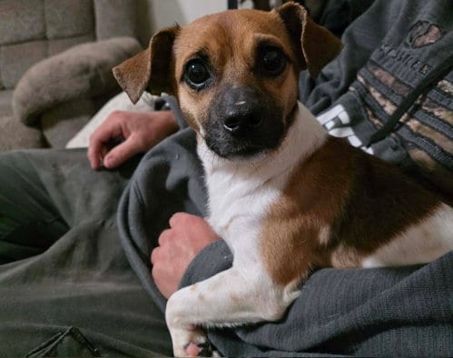 Photo of Ojitos, adoptable Chihuahua in Robbinsdale, Minnesota