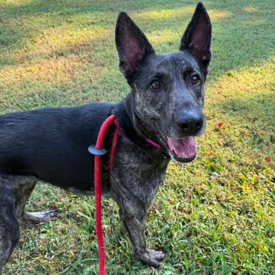 Photo of Chocolate, adoptable Mixed Breed (Medium) in Chattanooga, Tennessee