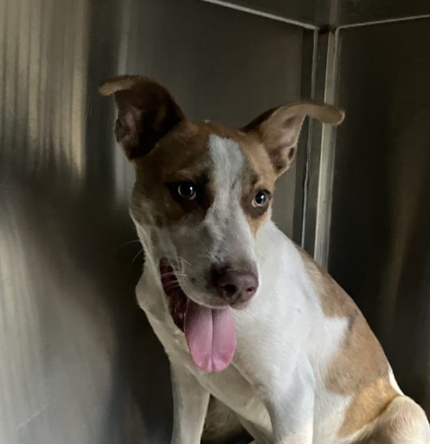 Photo of Cooper, adoptable Mixed Breed