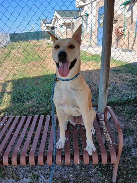 Photo of Guera, adoptable Husky in Corpus Christi, Texas