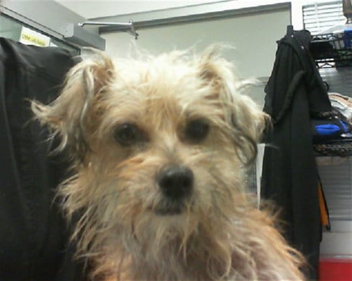 Photo of Savanah, adoptable Yorkshire Terrier Yorkie in Albuquerque, New Mexico