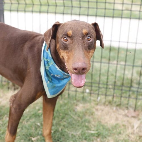 Photo of Donnie, adoptable Doberman Pinscher in San Antonio, Texas