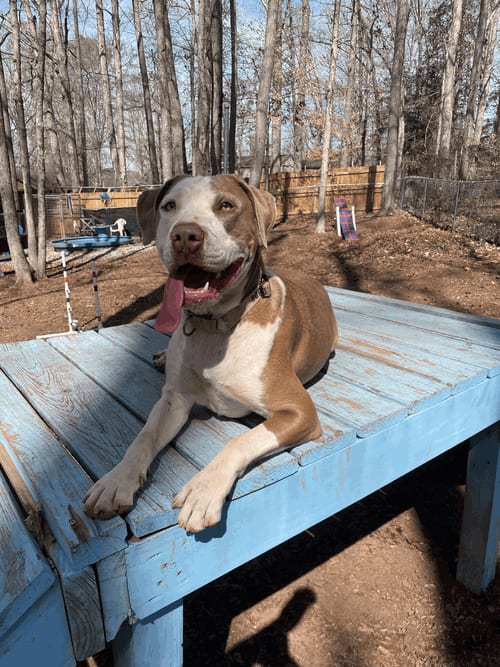 Photo of Sweet Sage, adoptable Terrier in Greenville, South Carolina