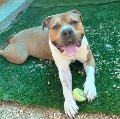 Photo of Bighead (Underdog), adoptable Terrier in New Orleans, Louisiana