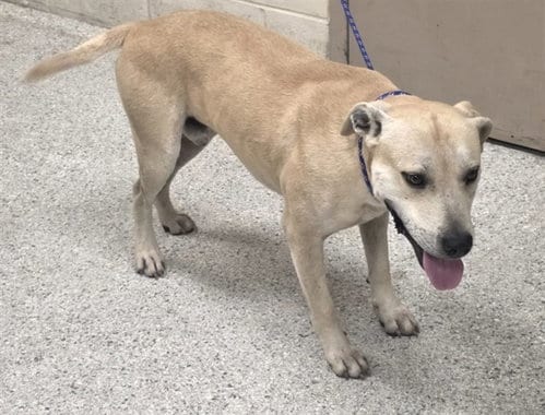 Photo of Kudo, adoptable Labrador Retriever in Conroe, Texas