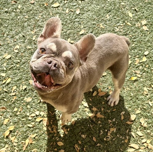 Photo of Moto, adoptable French Bulldog in Salinas, California