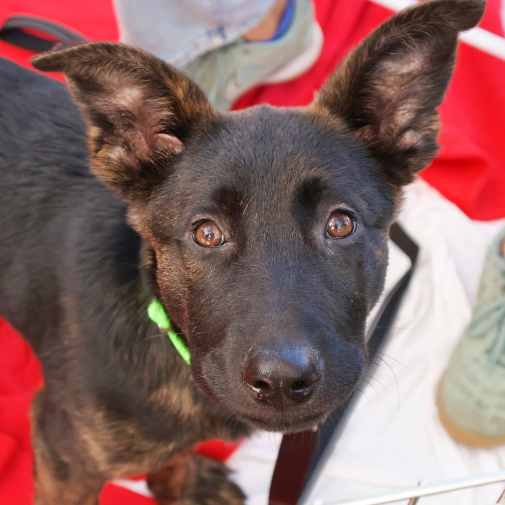 Photo of Mr. Peabody, adoptable Shepherd / Mixed Breed (Medium) in San Francisco, California