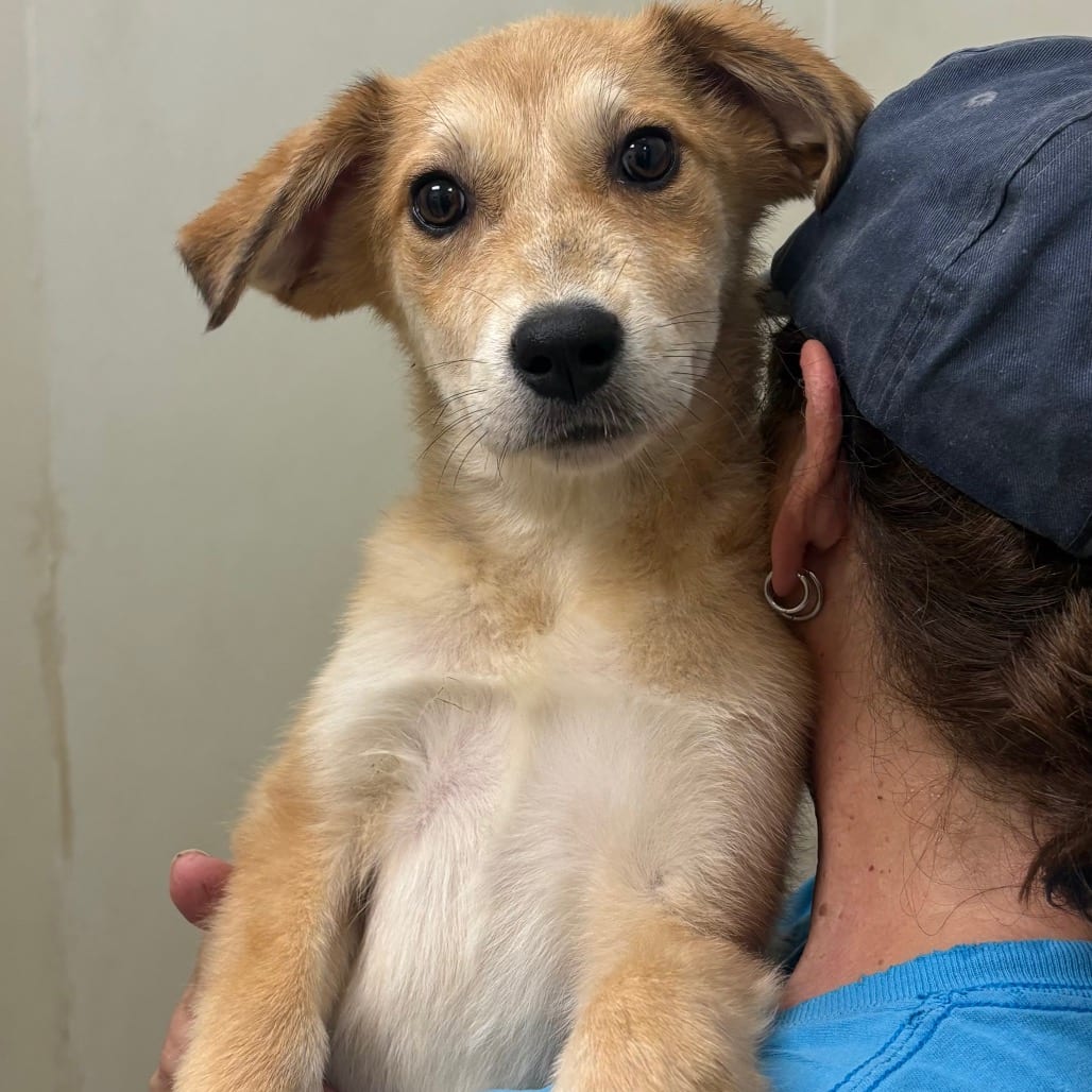 Photo of Kaya - Chino Hills Location, adoptable Pyrenees, Great / Mix
