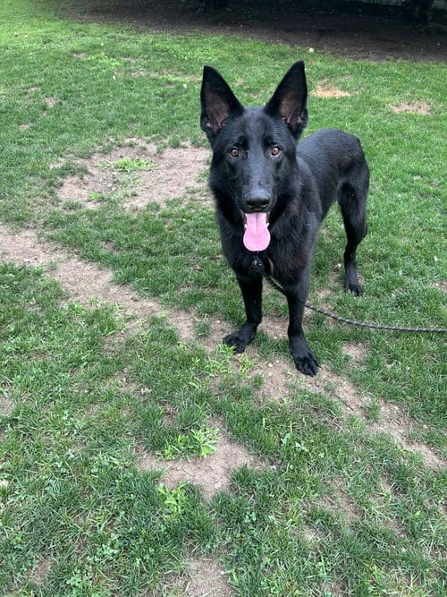 Photo of Asher, adoptable German Shepherd Dog in Holbrook, New York