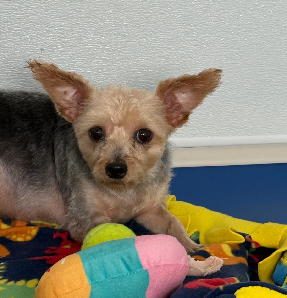 Photo of Bella 22480, adoptable Yorkie, Yorkshire Terrier/Yorkie, Yorkshire Terrier in Cumming, Georgia