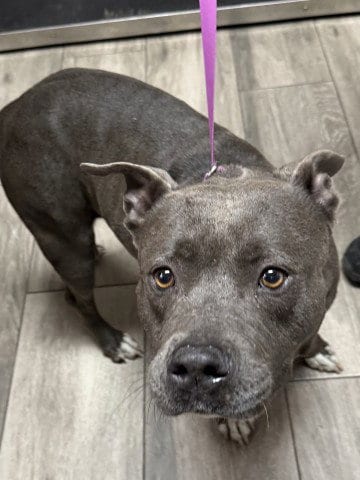 Photo of Jewel, adoptable Staffordshire Bull Terrier in Redlands, California
