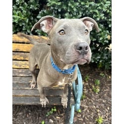 Photo of Fiesta, adoptable American Pit Bull Terrier in Washington, District of Columbia