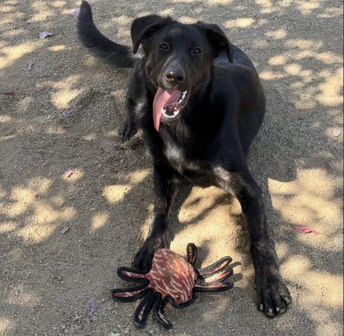Photo of Plum, adoptable Labrador Retriever in Placerville, California