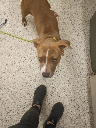 Photo of Remi, adoptable dog in Atlanta, Georgia