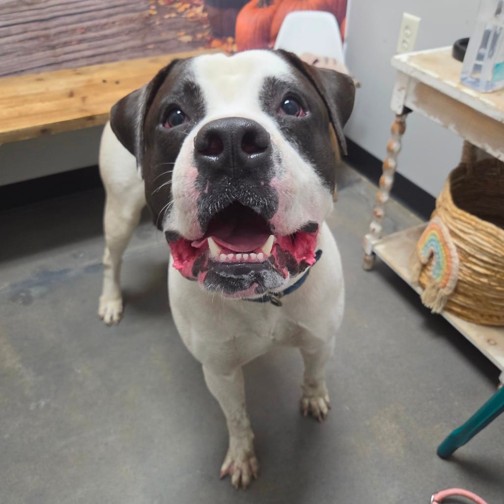 Photo of Denver Bronco, adoptable Bulldog, American in Normal, Illinois