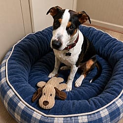 Photo of Cole, adoptable Border Collie Labrador Retriever in Mt. Laurel, New Jersey