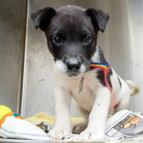 Photo of Chicken Noodle, adoptable Australian Cattle Dog/Blue Heeler in Maryland, Missouri