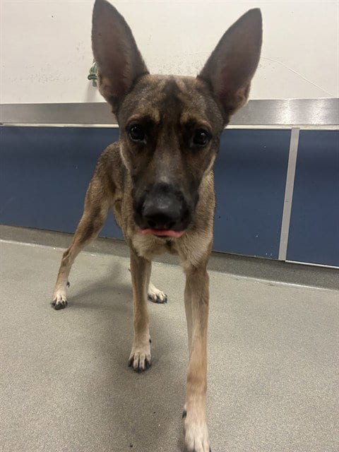 Photo of Boogie, adoptable German Shepherd Dog in Miami, Florida