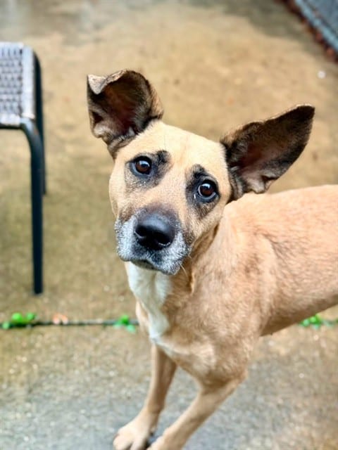 Photo of Cornflakes, adoptable American Pit Bull Terrier mix in Chicago, Illinois
