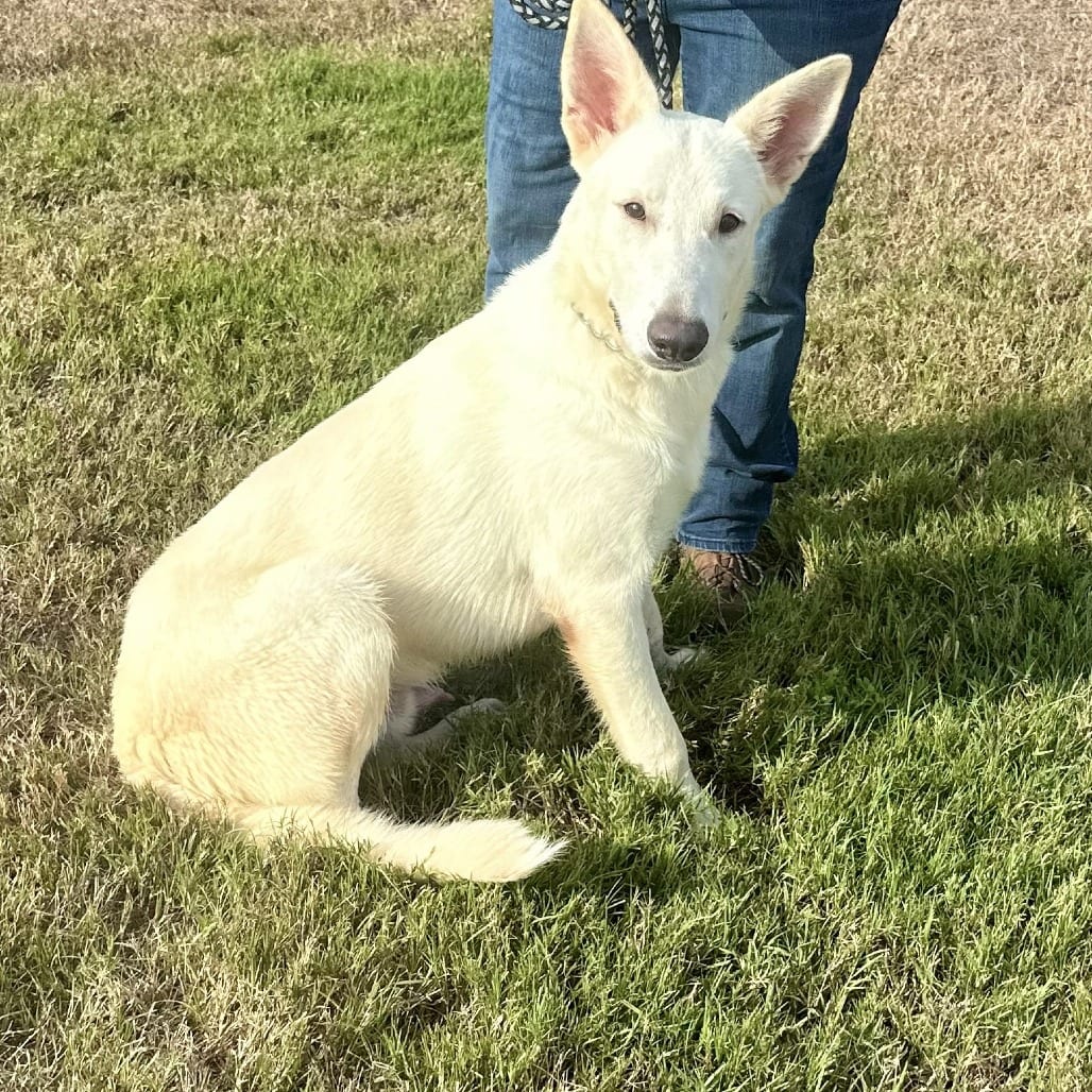 Photo of Bolt, adoptable Shepherd / Husky in Houston, Texas